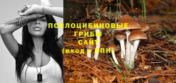 сатива Баксан